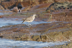 Numenius phaeopus