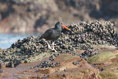 Haematopus ater