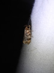 Phaecasiophora niveiguttana