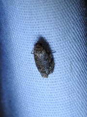 Phaecasiophora niveiguttana