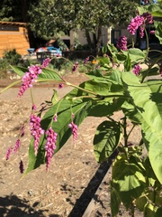 Persicaria orientalis