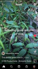 Geitonoplesium cymosum