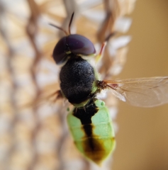 Hedriodiscus truquii