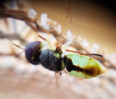 Hedriodiscus truquii