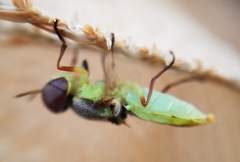 Hedriodiscus truquii