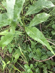 Silphium asteriscus latifolium