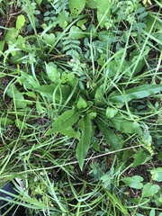 Silphium asteriscus latifolium