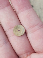 Marginopora vertebralis