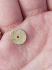 Marginopora vertebralis