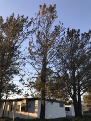 Pinus brutia eldarica