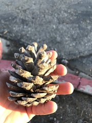 Pinus brutia eldarica