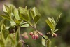 Black Huckleberry - Photo (c) Kent McFarland, some rights reserved (CC BY-NC)