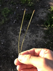 Pinus brutia eldarica