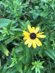 Rudbeckia terranigrae