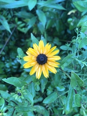 Rudbeckia terranigrae
