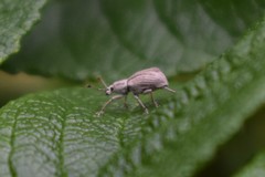 Aphrastus taeniatus