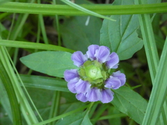 Prunella vulgaris vulgaris
