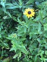 Rudbeckia terranigrae