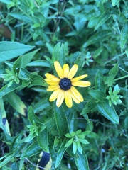 Rudbeckia terranigrae