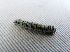 Pontia sisymbrii