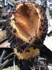 Corynaea crassa