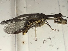 Dicromantispa interrupta