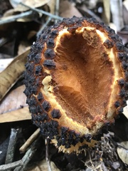 Corynaea crassa