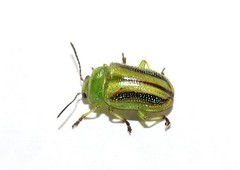 Calomela juncta