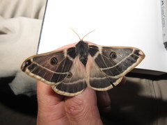 Agapema homogena