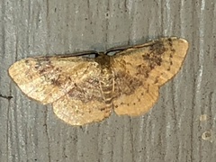 Leptostales ferruminaria