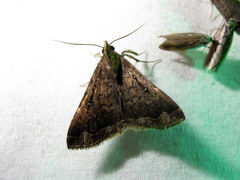 Rejectaria albisinuata