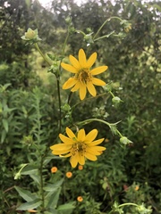 Silphium asteriscus latifolium