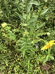 Silphium asteriscus latifolium