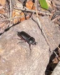 Phileurus