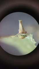 Caryomyia caminata