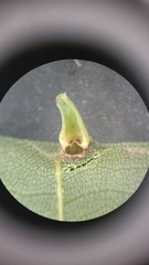 Caryomyia caminata