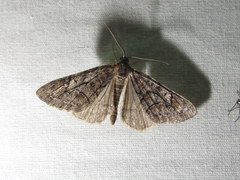 Galenara