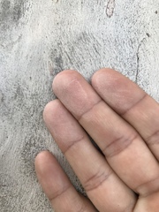 Eucalyptus mannifera