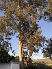 Eucalyptus mannifera