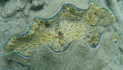 Tridacna derasa
