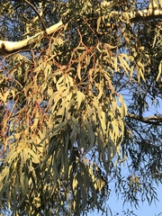 Eucalyptus mannifera