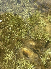 Eriocaulon aquaticum