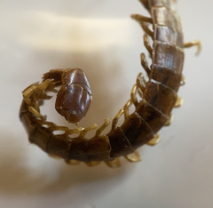 Scolopocryptops spinicaudus