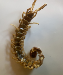 Scolopocryptops spinicaudus