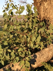 Eucalyptus rudis