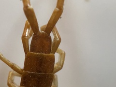 Scolopocryptops spinicaudus