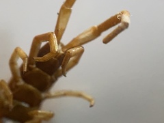 Scolopocryptops spinicaudus