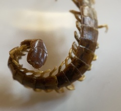 Scolopocryptops spinicaudus