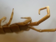 Scolopocryptops spinicaudus