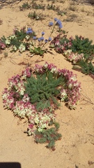 Lechenaultia macrantha